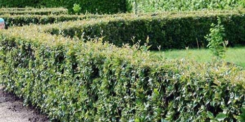 Živa ograda - briljantni cotoneaster